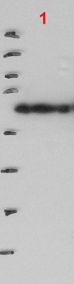 Western blot using anti-PELOTA antibodies